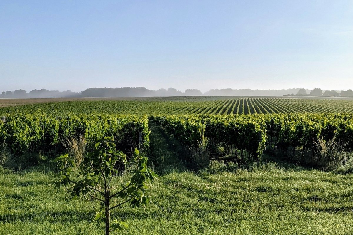 1762017288065-rotwein-aus-bordeaux