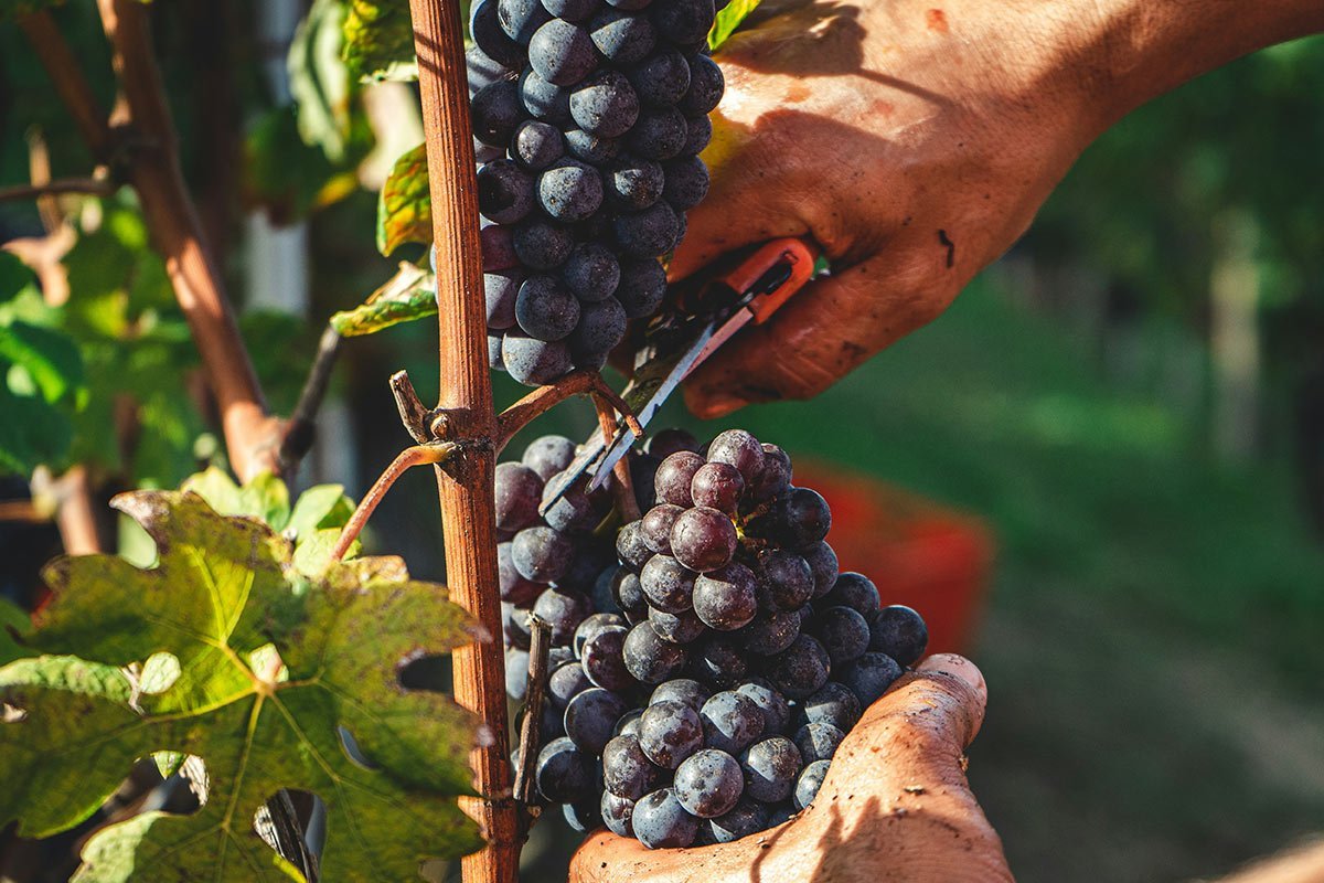 1761813512686-rotwein-italienisch-qualitaet