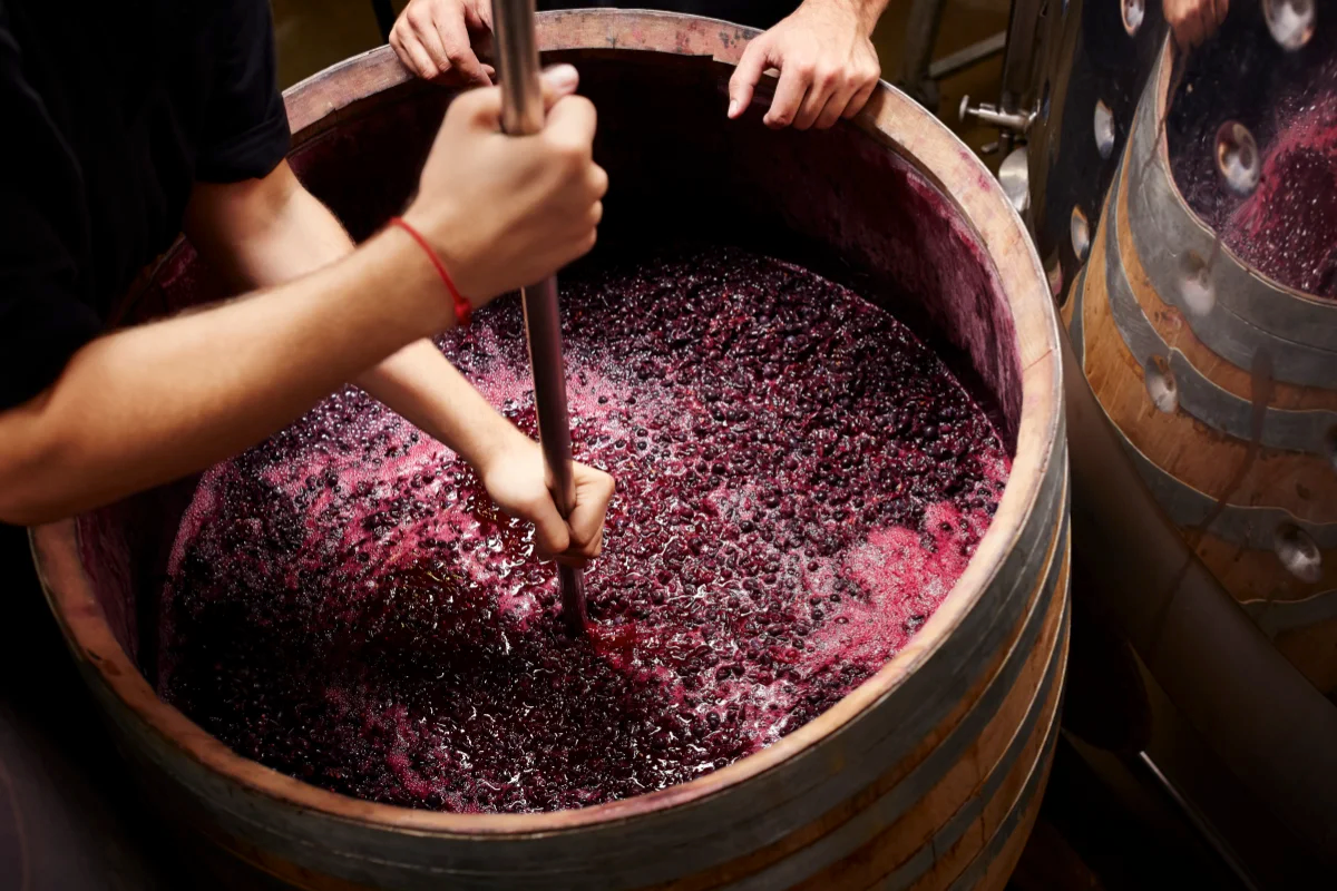 spaetburgrunder-anbau-produktion